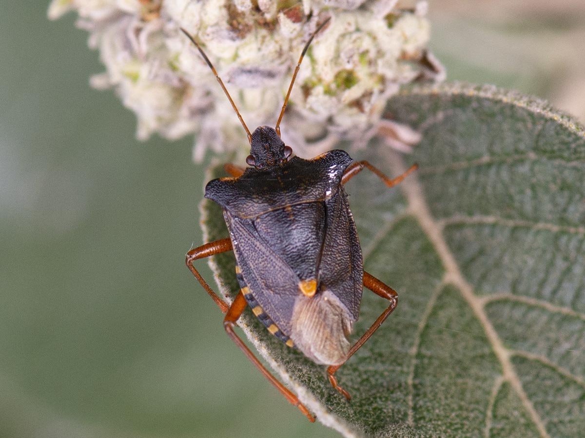 Habitus